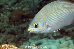 Yellow Chub on the Ledge of Turtles off the beach in Fort... by Michael Kovach 